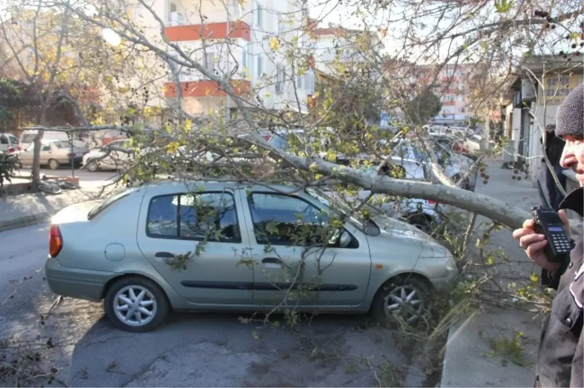 Çanakkale\'de Otomobilin Üzerine Ağaç Devrildi