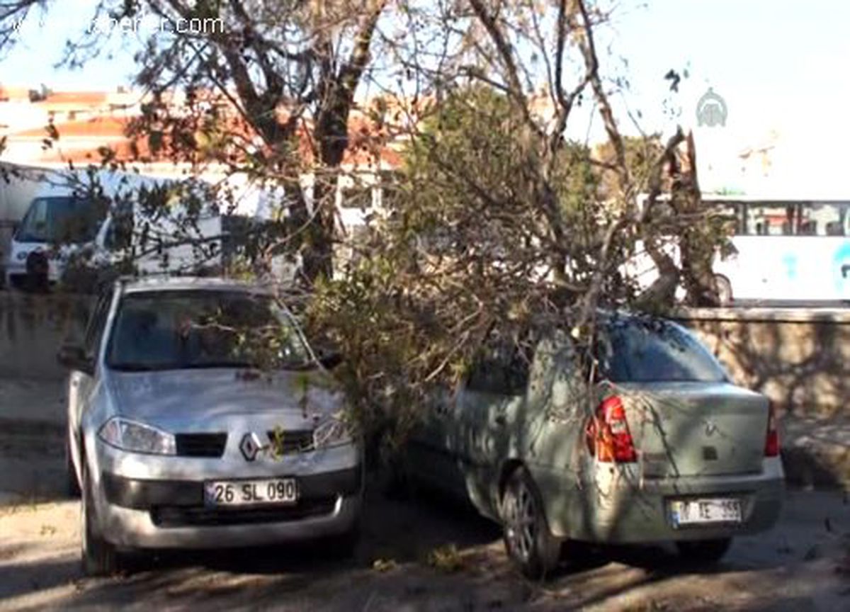 Fırtınada devrilen ağaç, otomobile zarar verdi