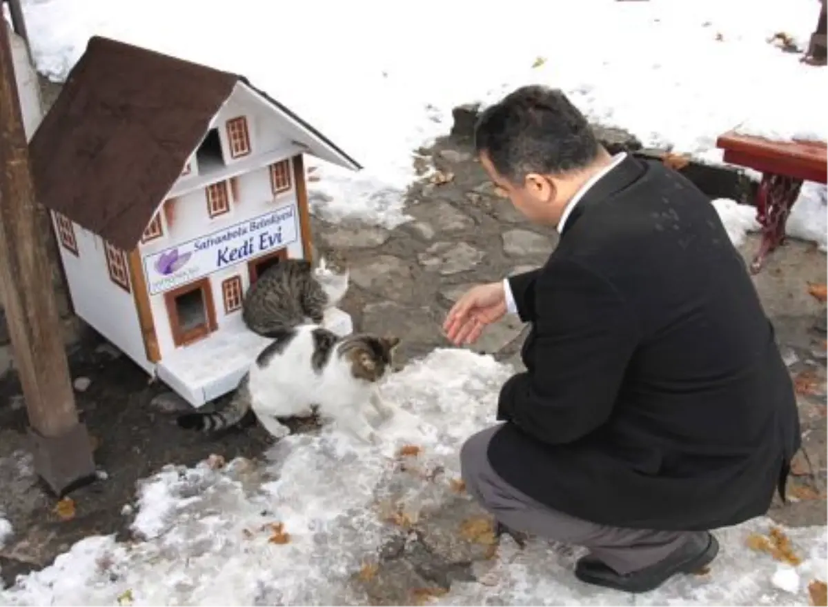 Kediler için sokaklara kulübe konuldu