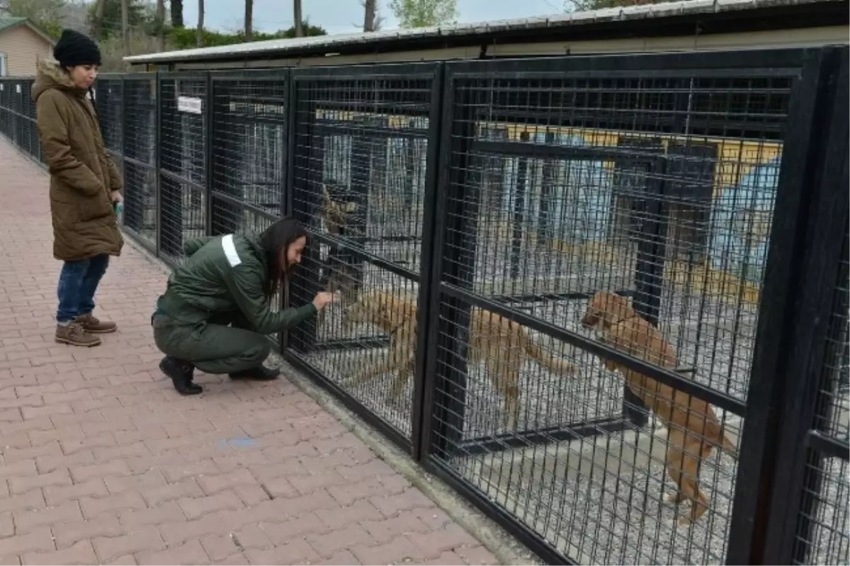 Konyaaltı Belediyesi\'nden Sokak Hayvanlarına Sıcak Yuva