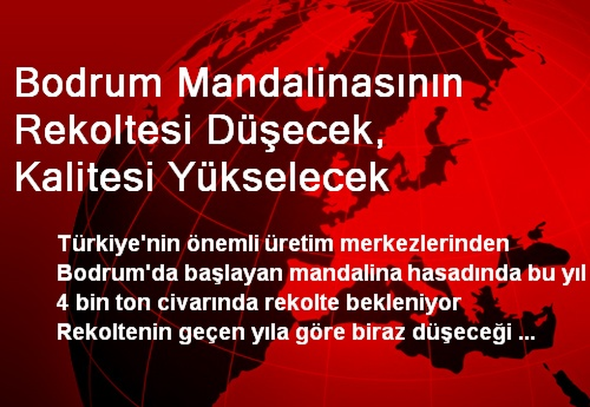 Bodrum Mandalinasının Rekoltesi Düşecek, Kalitesi Yükselecek