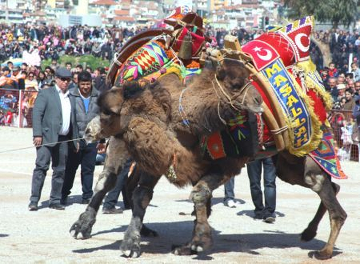 3. Didim Deve Güreşi Festivali