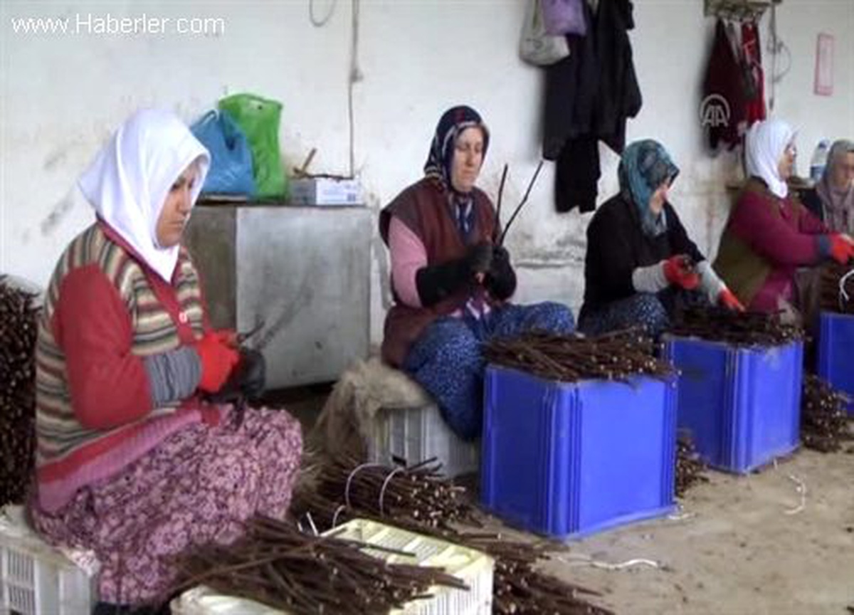 Bağ fidanlarına "kuvöz" uygulaması başarılı oldu -