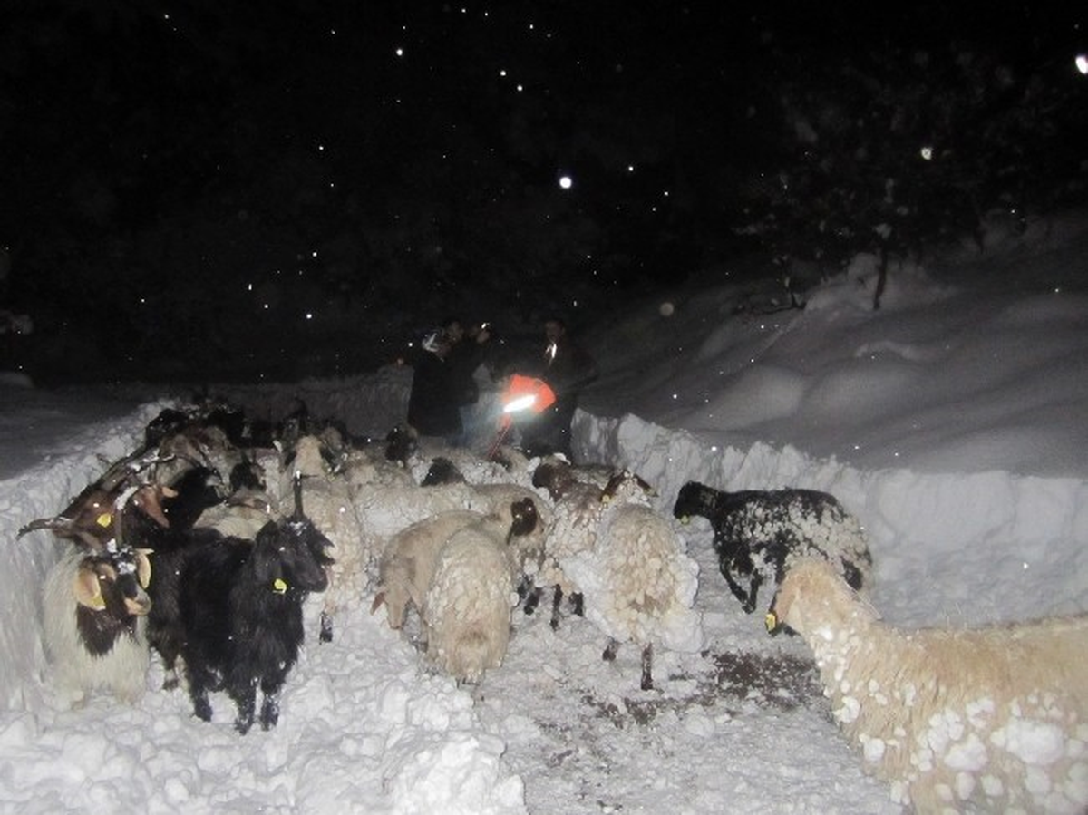 Hakkari\'de Dağda Mahsur Kalan 3 Çoban ve Sürüsü Kurtarıldı