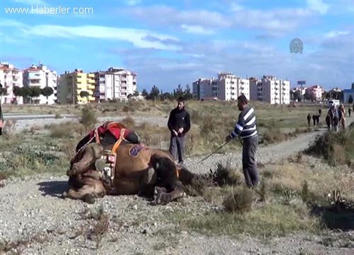Fiyatları daireyle yarışan develere sigorta talebi