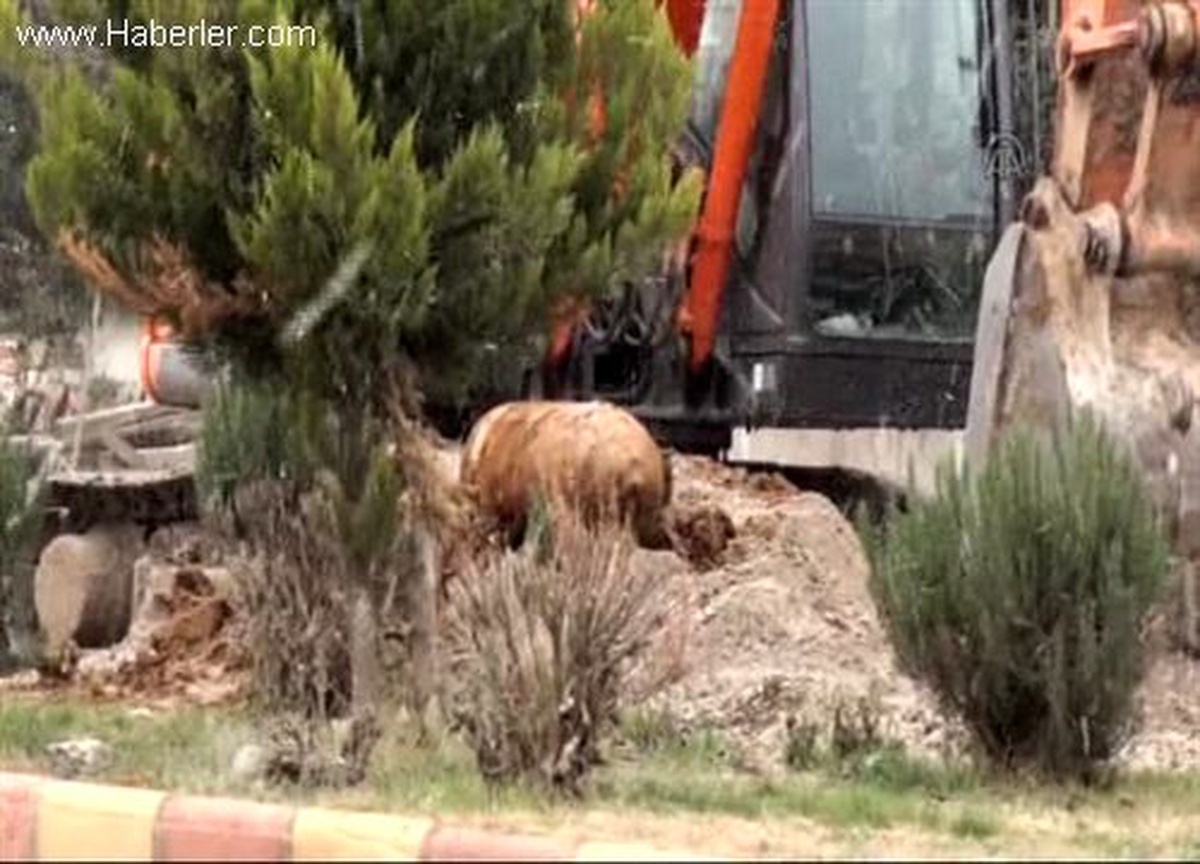 İş makinesiyle kazı yaparken patlamamış top mermisi buldular
