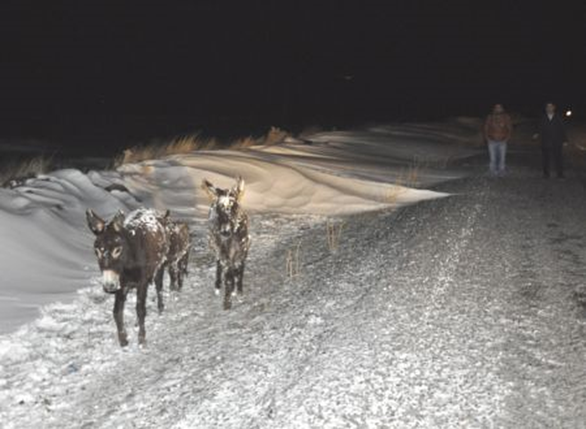 Siverek\'te Kırsala Terk Edilen Eşekler Buz Tuttu