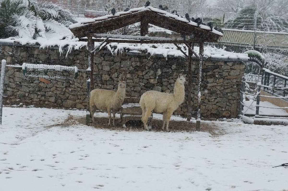 Darıca Hayvanat Bahçesi Kışa Hazır