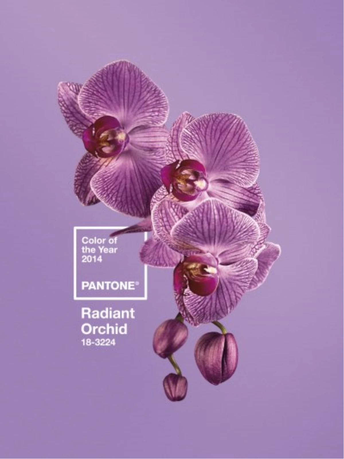 Pantone 2014\'ün Rengini Açıkladı: Işıltılı Orkide