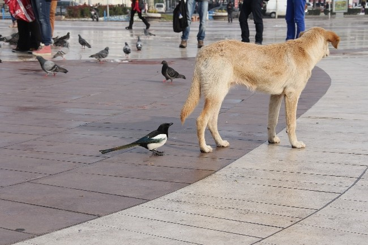 Sakaryalılar Hayvanları Unutmadı