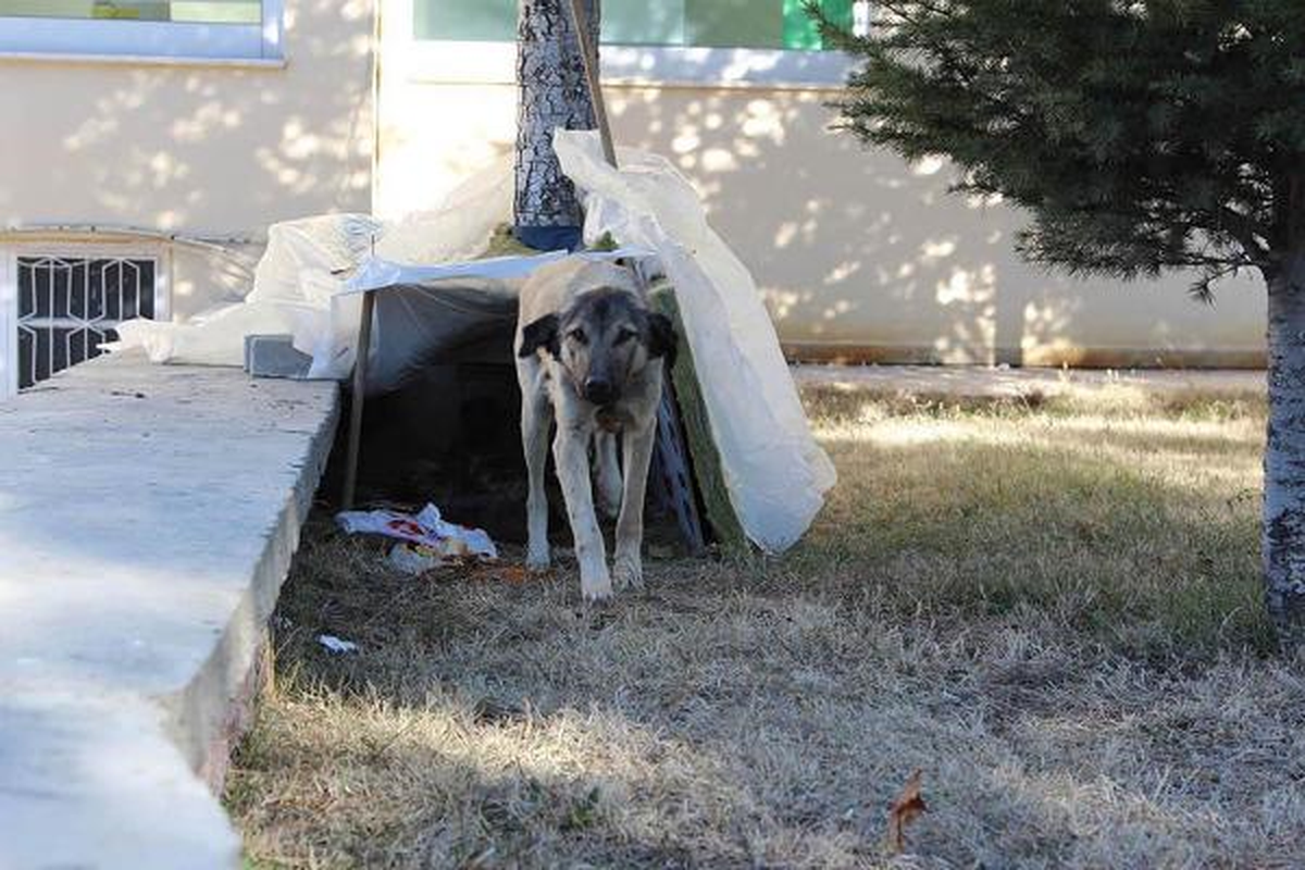 Uşak\'taki Köpek Katliamına Kınama
