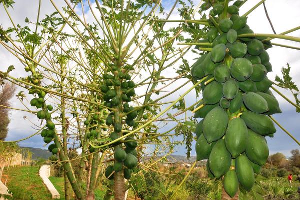 Datça Papaya Cenneti Olacak