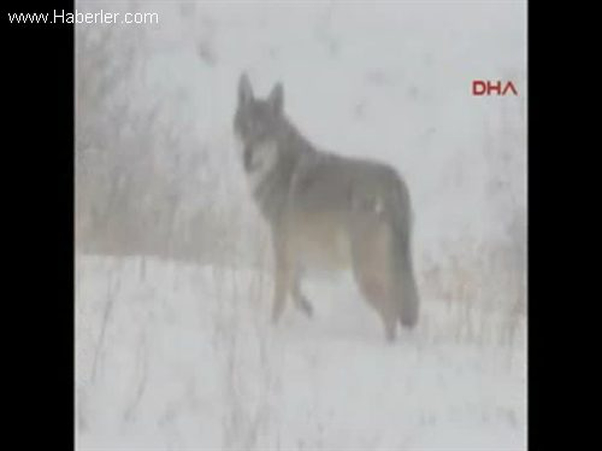 Erzurum\'da Aç Kurtlar Yerleşim Birimlerine İndi