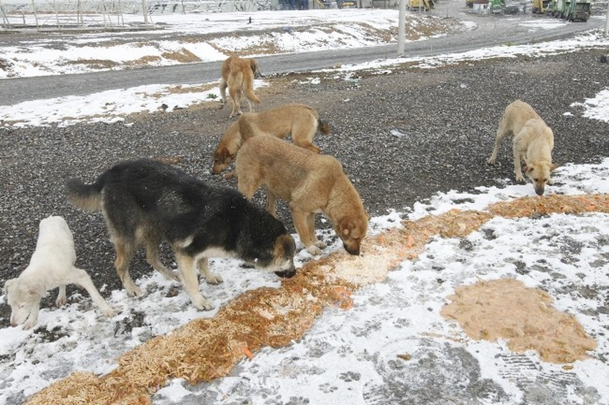 Gebze Belediyesi Sokak Hayvanları İçin Harekete Geçti