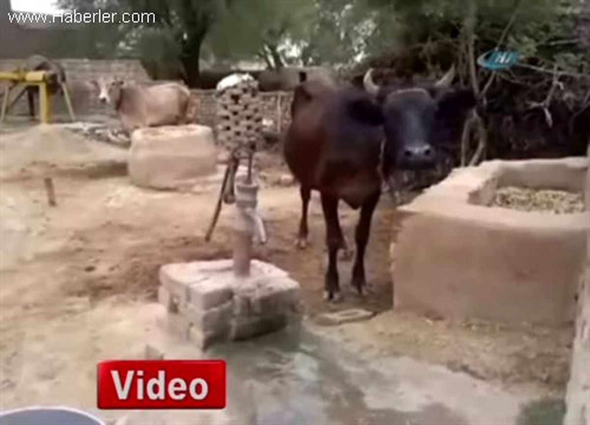 İneklerin En Zekisini Bulduk