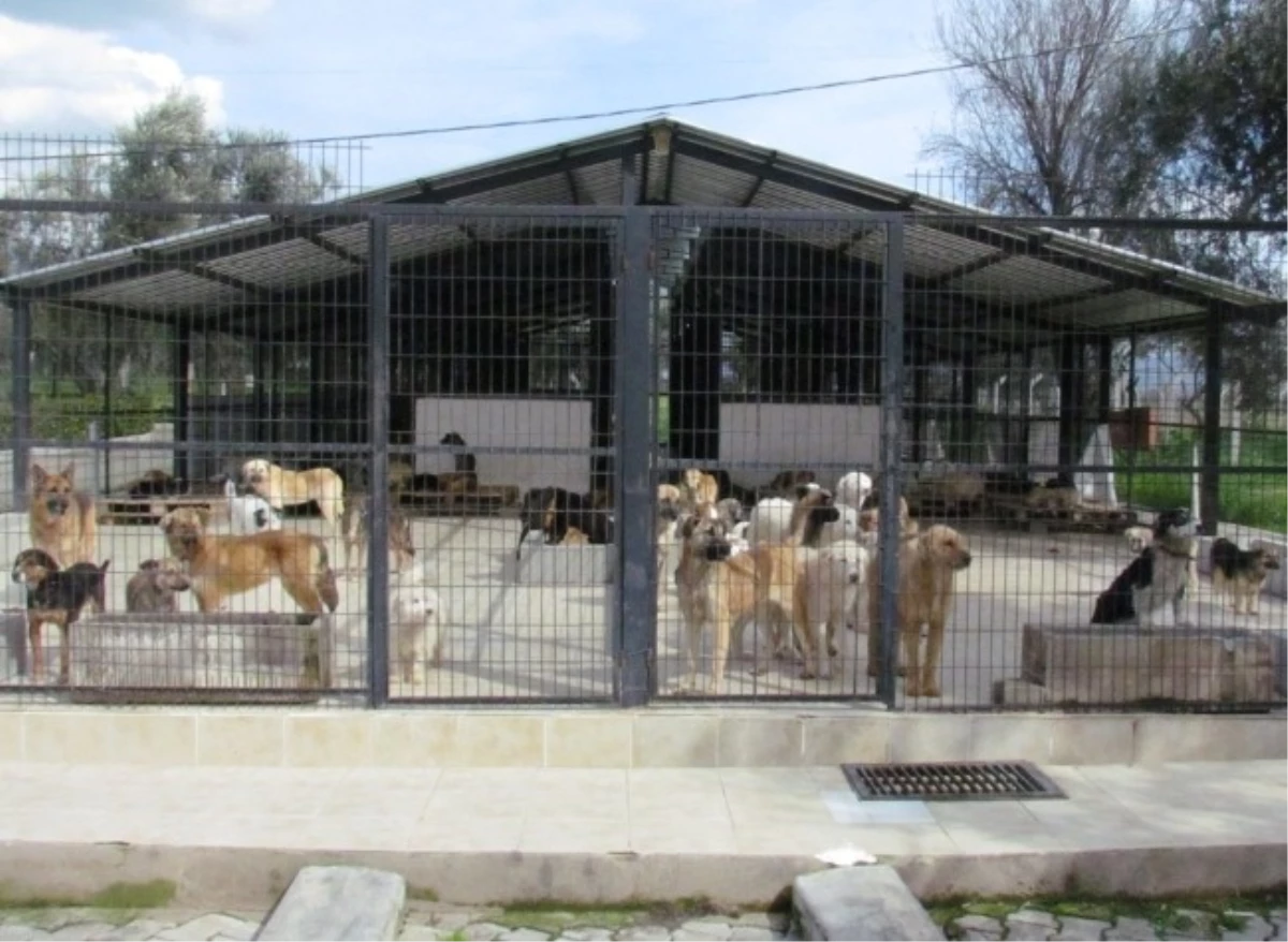 Kayaköy\'ün Başıboş Köpekleri İçin Kısırlaştırma ve Aşılama Çalışması