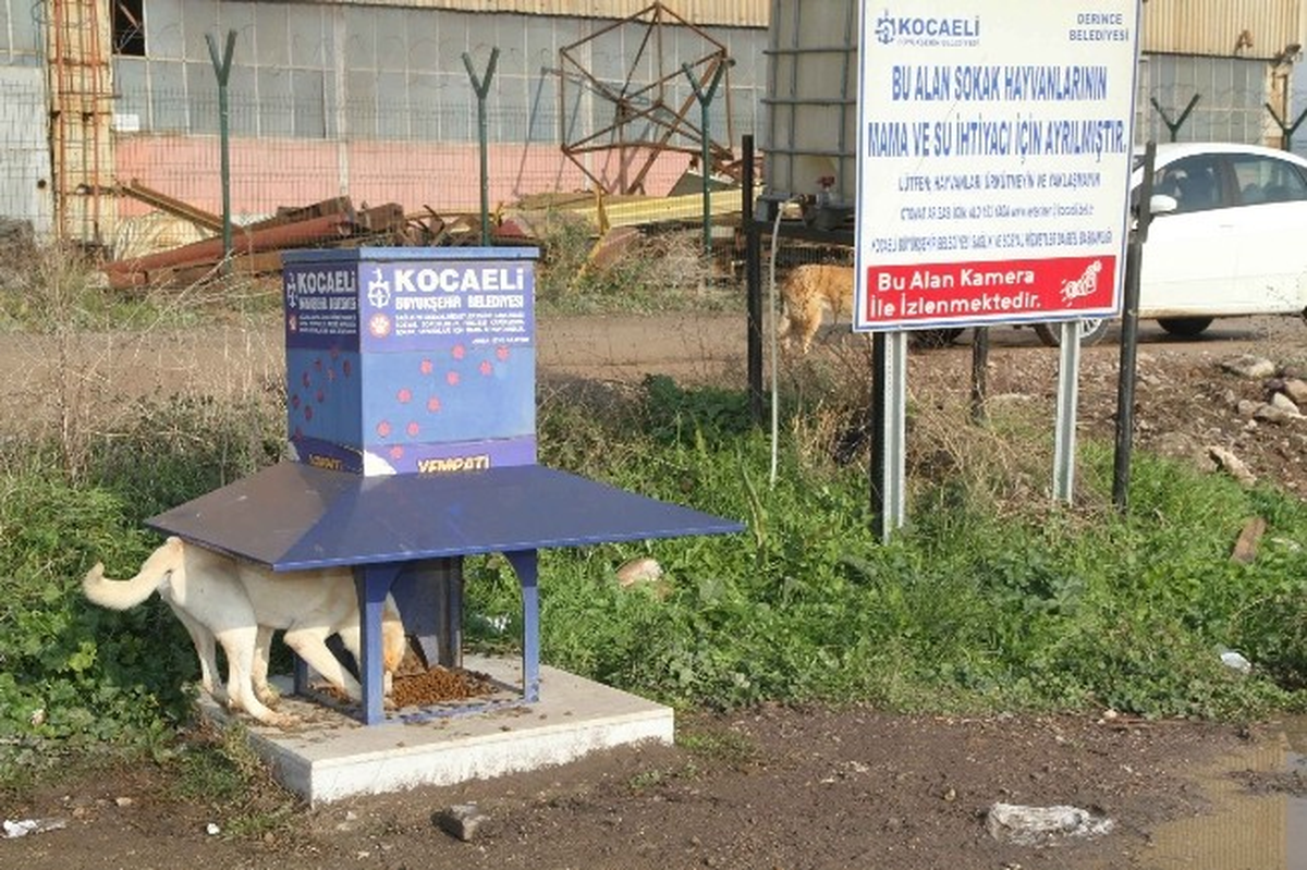 Kocaeli\'de Sokak Hayvanları Soğukta Aç Kalmayacak