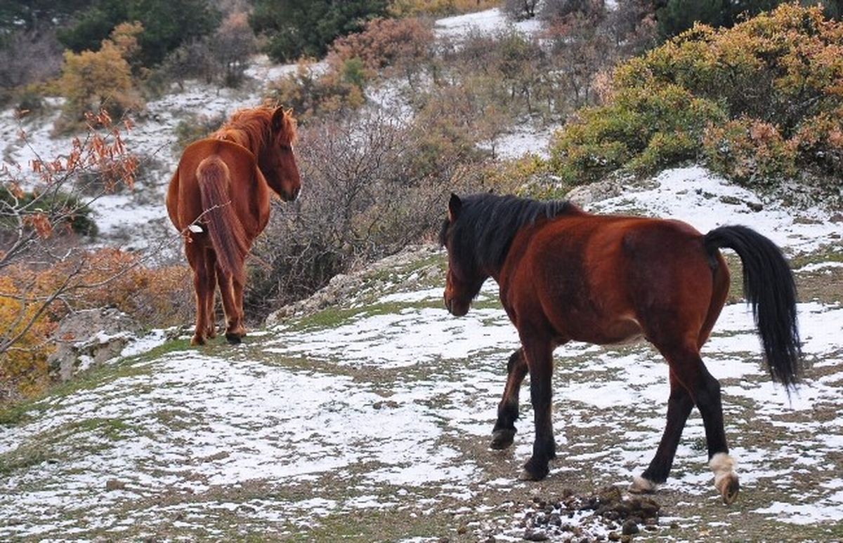 Manisa Spil Milli Parkı\'nda Yabani Hayvanlara Yem Bırakıldı