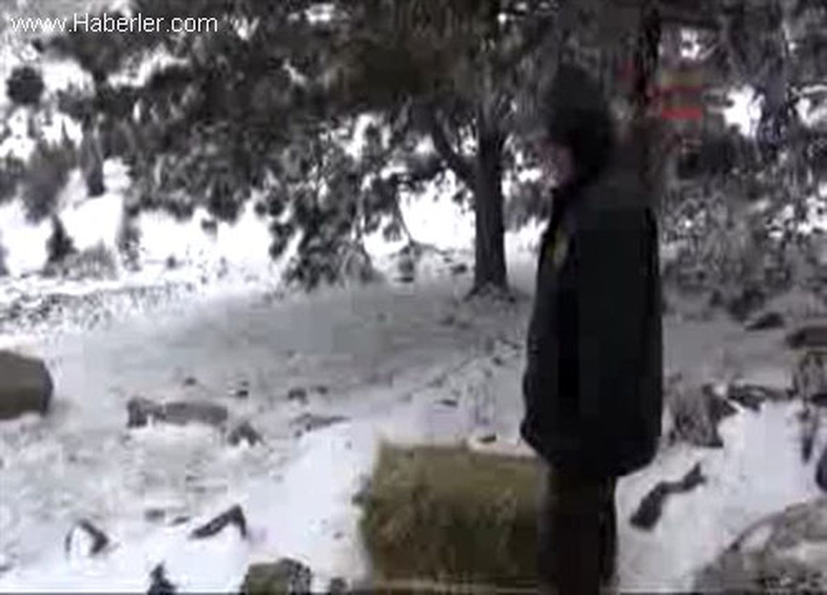 Manisa Yılkı Atlarına Yem