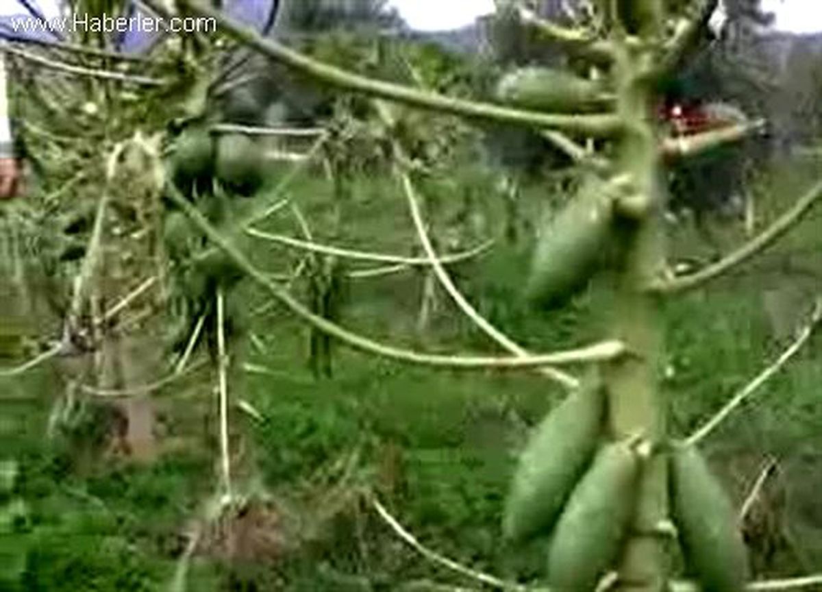 Muğla Datça, Papaya Bitkisi Cenneti Olacak