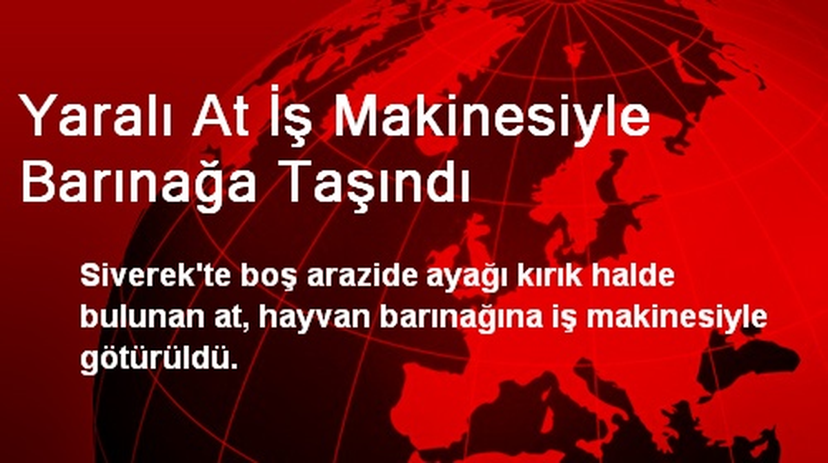 Yaralı At İş Makinesiyle Barınağa Taşındı