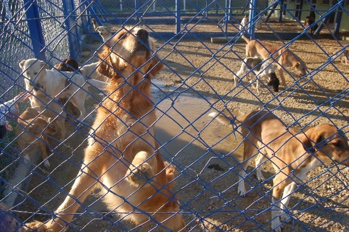 Gelibolu\'da Barınaktaki Sokak Köpekleri Ölüme Terk Edildi