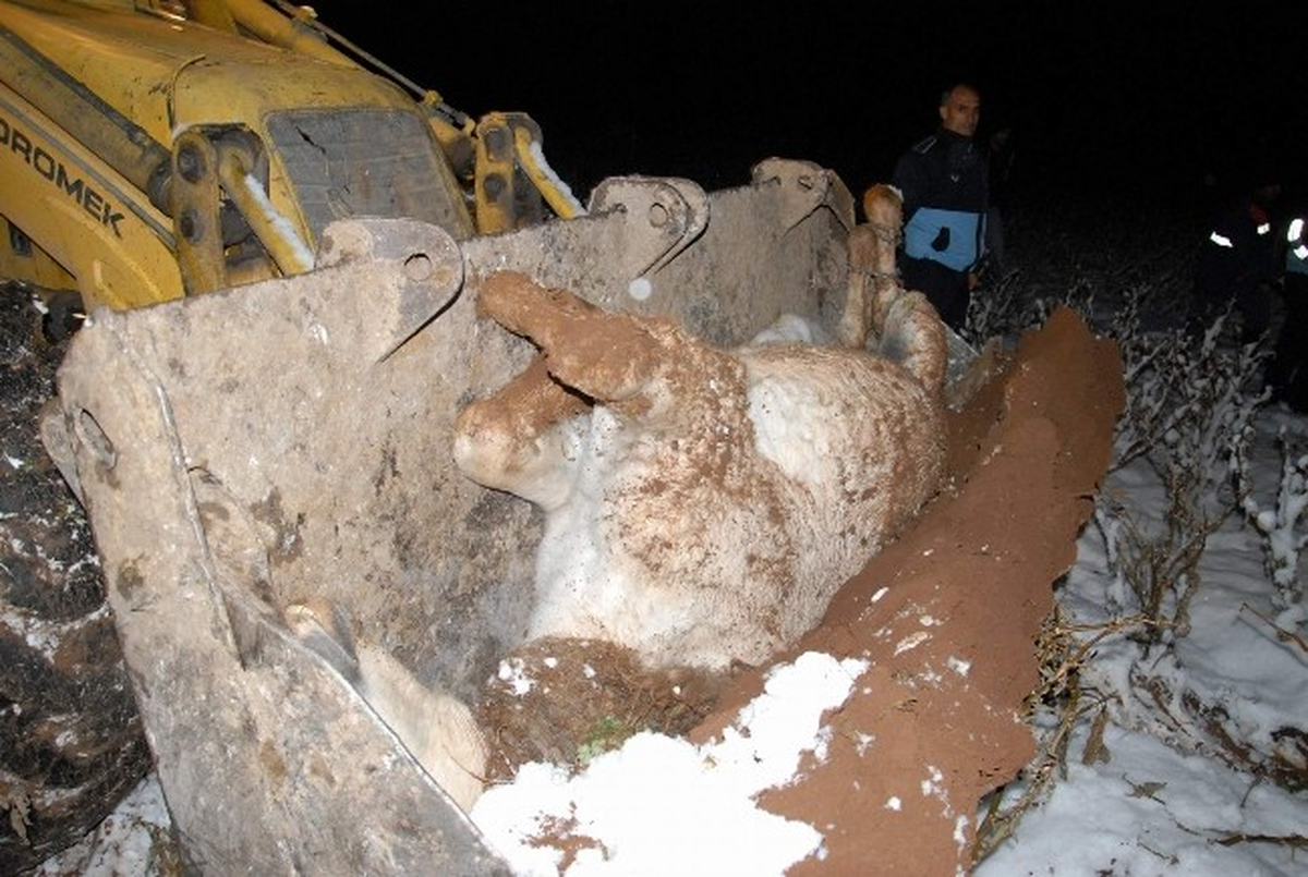 Siverek\'te Çamura Saplanan Yaralı Atı Kurtarma Operasyonu