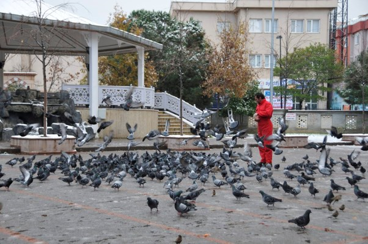 Pendik\'te Sokak Hayvanları Aç Kalmayacak