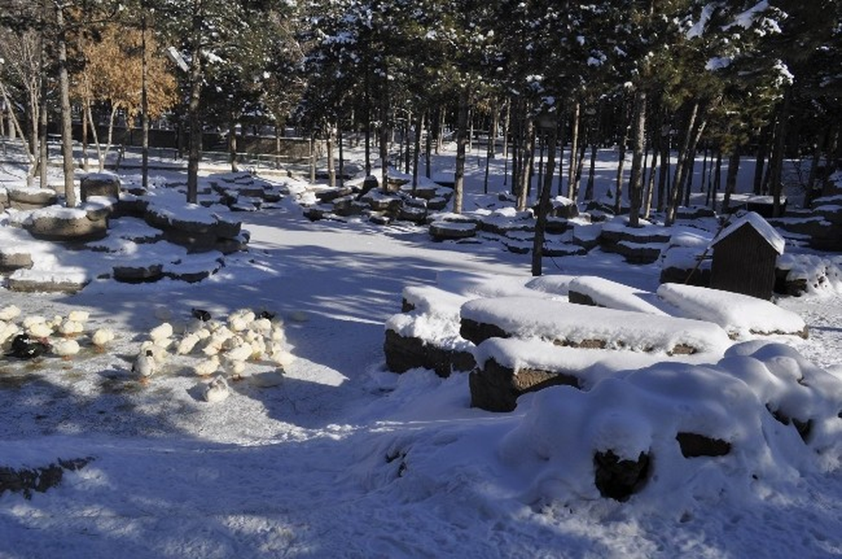 Kayseri\'de Suni Göl Buz Tuttu