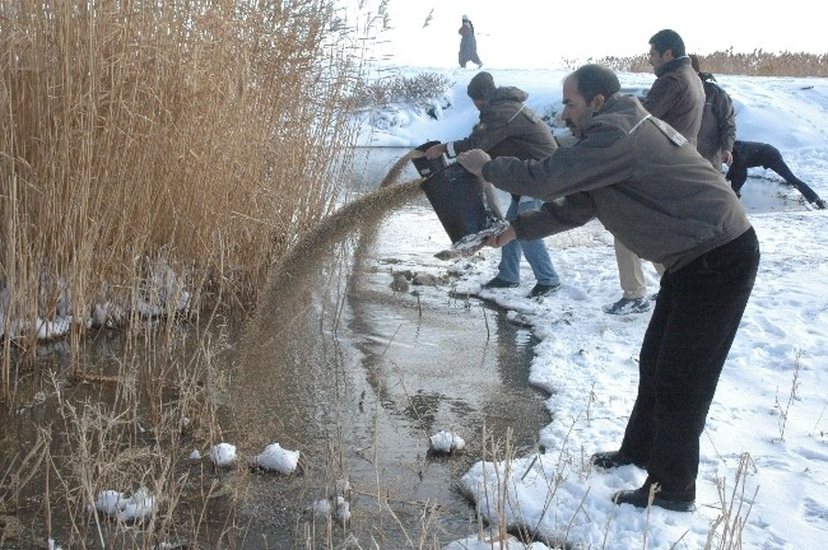 Yabani Hayvanlara Yem Takviyesi
