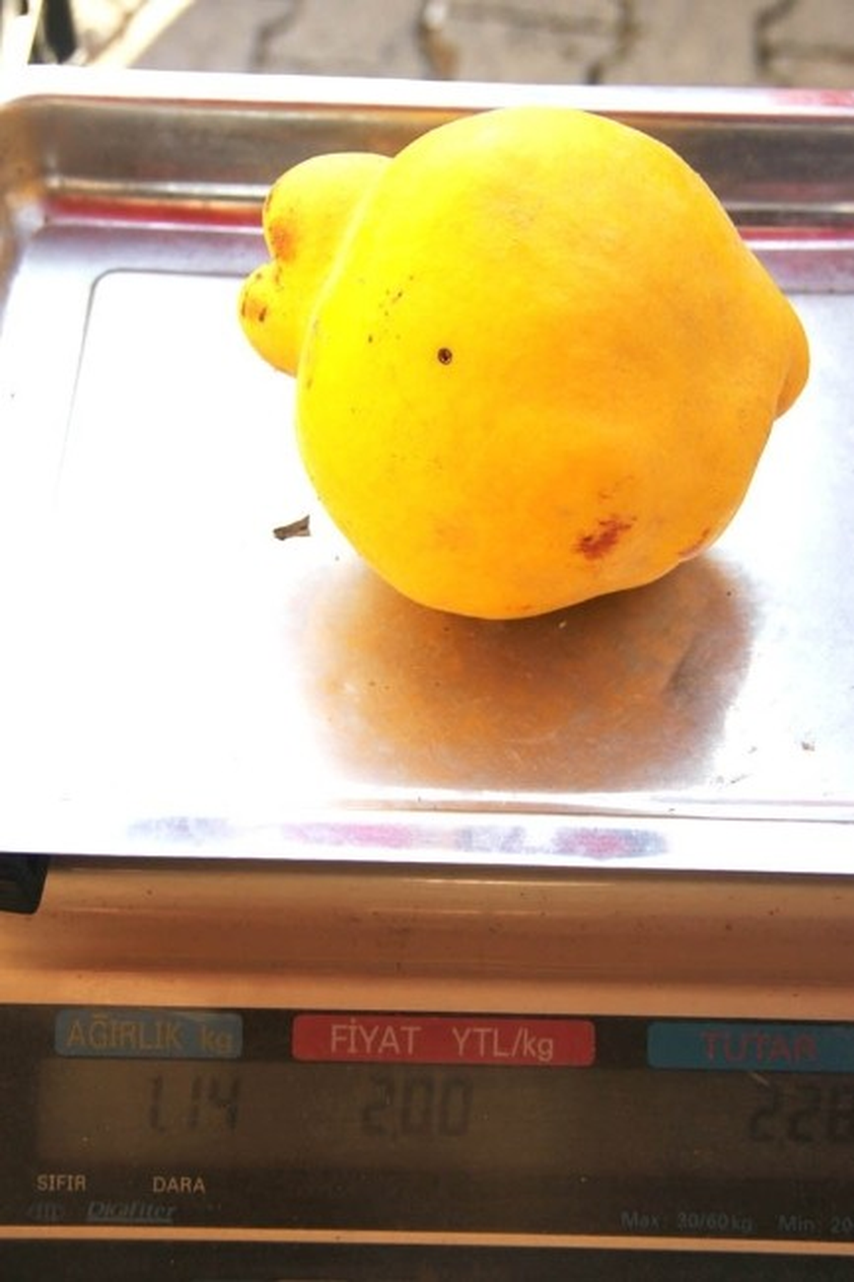 1 Kiloluk Ayva Görenleri Şaşırtıyor