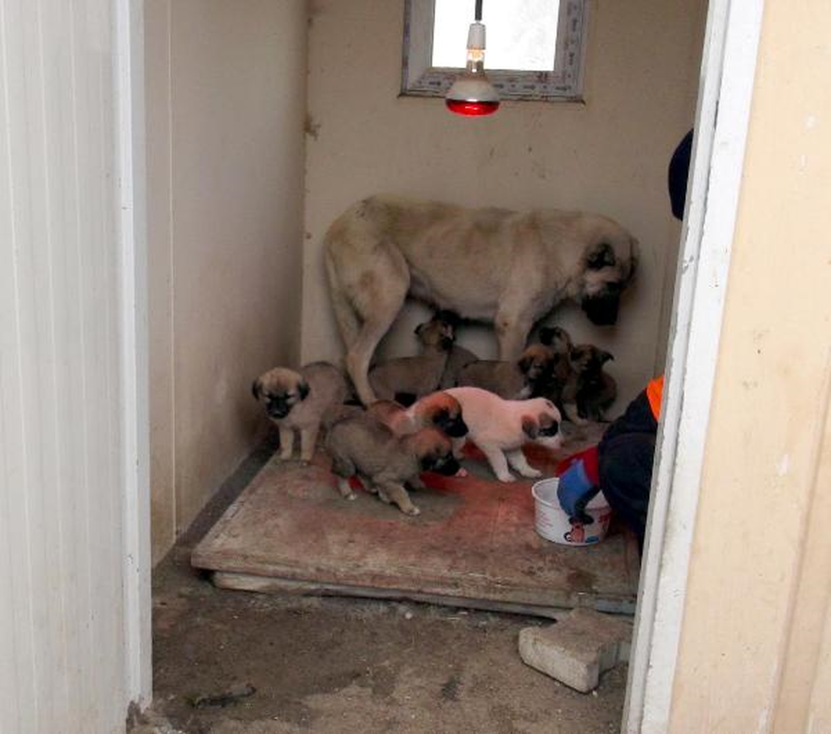 \'Duman\', Sokak Köpeklerinin Annesi