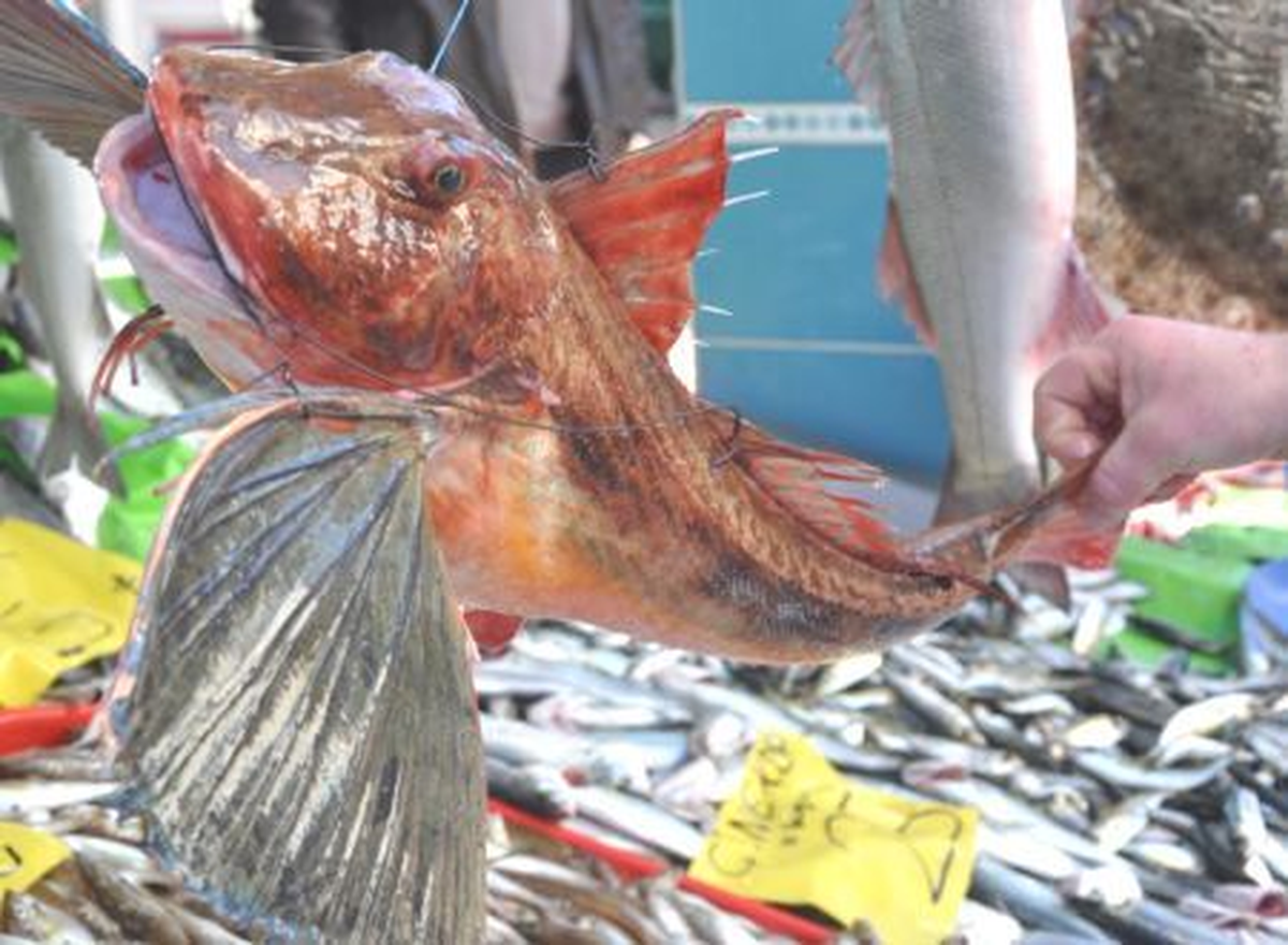 İnebolu'da Kırlangıç Balığı Yakalandı