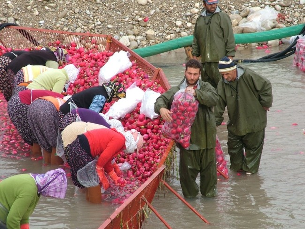 Kadirli\'de Turp Sezonu Başladı