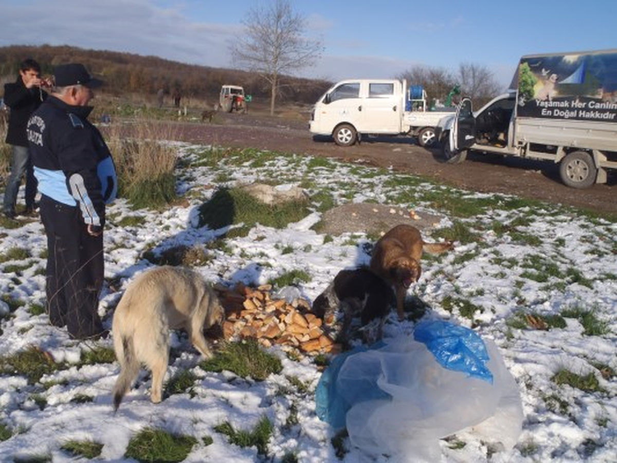 Kartepe'de Sahipsiz Sokak Hayvanları Unutulmadı