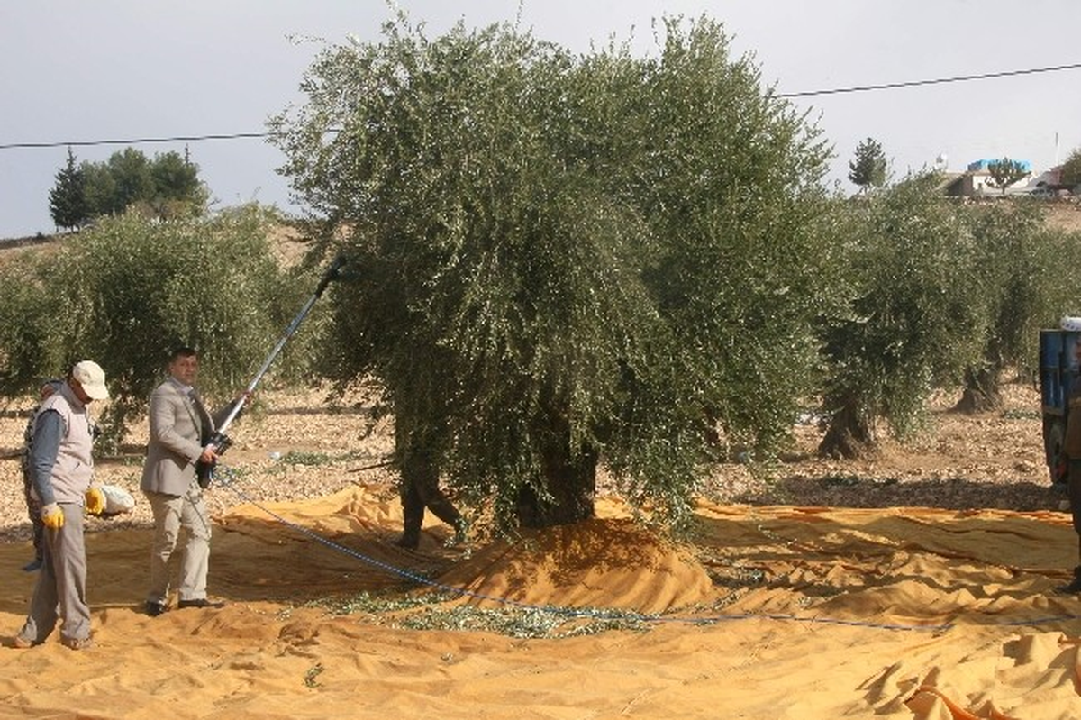 Kış Engeline Takılan Zeytin Hasadı