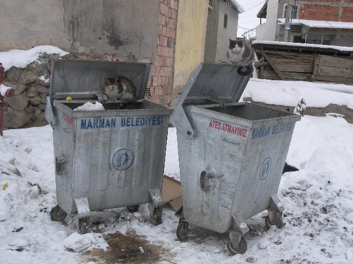 Narman\'da Aç Kalan Kediler Çöplerde Nöbet Tutuyor