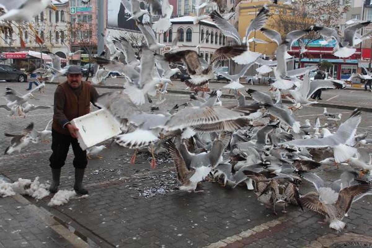 Satılmayan Balıklar Martılara Yem Oldu