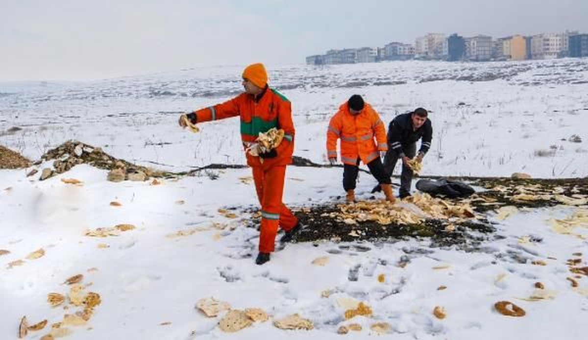 Şehitkamil Belediyesi Görevlileri Soğuktan Etkilenen Hayvanlar İçin Doğaya Ekmek Bıraktı