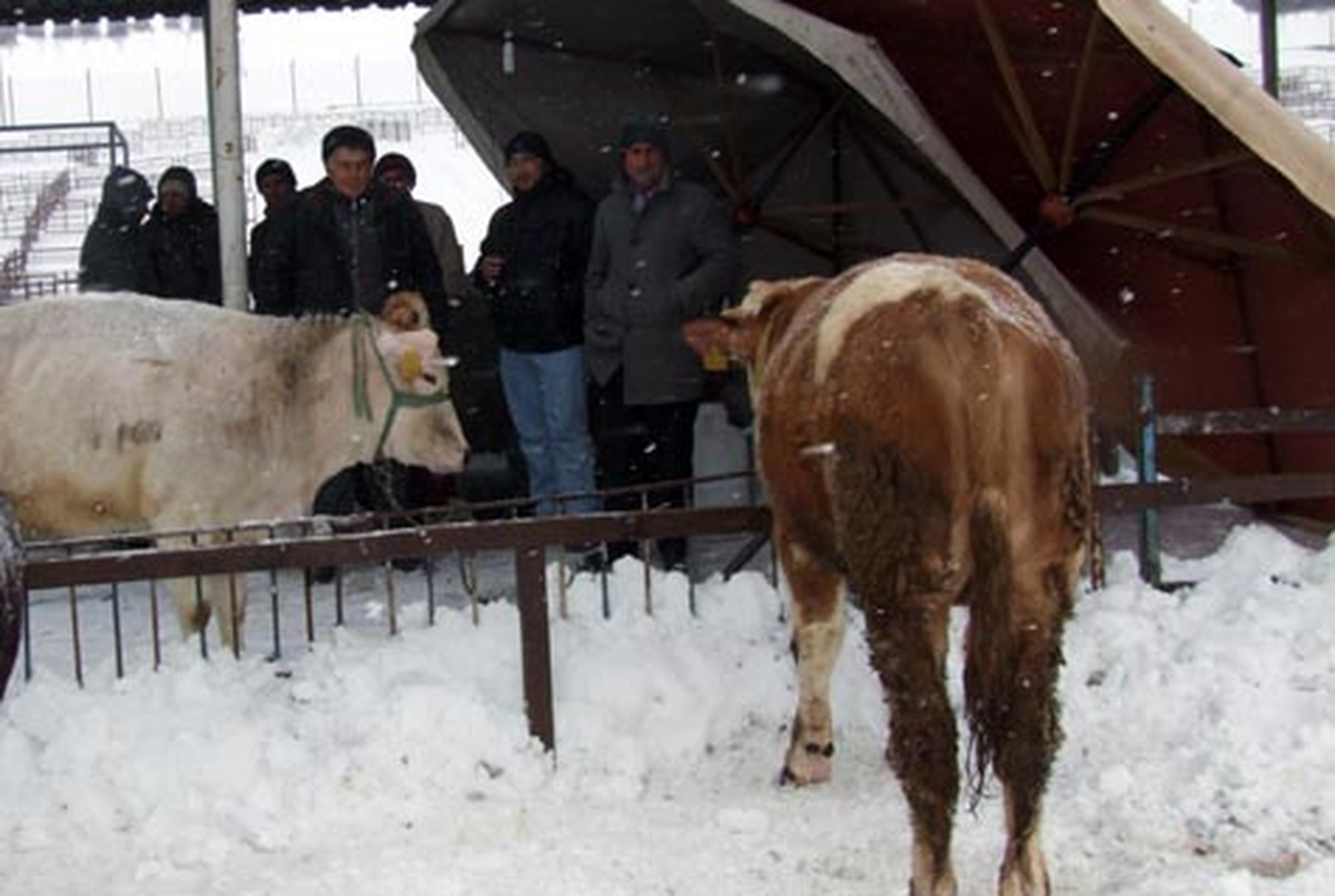 Soğuk Hava Hayvan Pazarını Olumsuz Etkiledi
