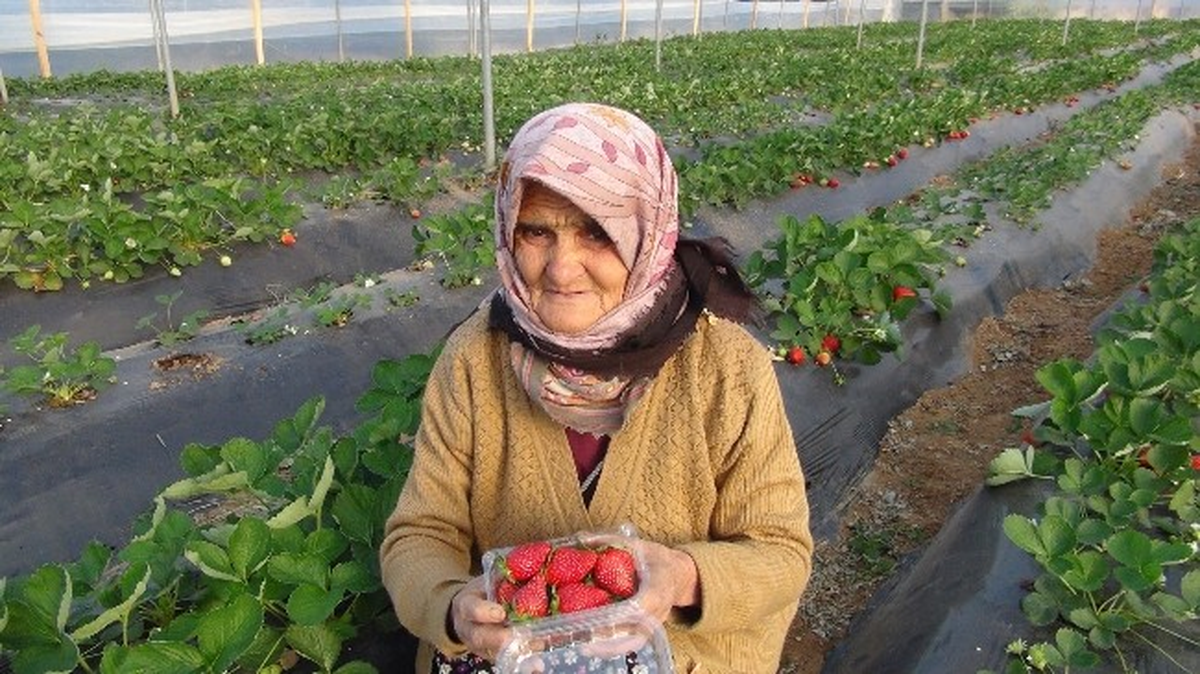Türkiye Çetin Kış Şartlarıyla Mücadele Ederken, Silifke\'de Çilek Hasadı Yapılıyor