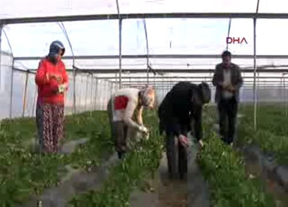 Türkiye Kar Altında, Silifke Çilek Hasadında