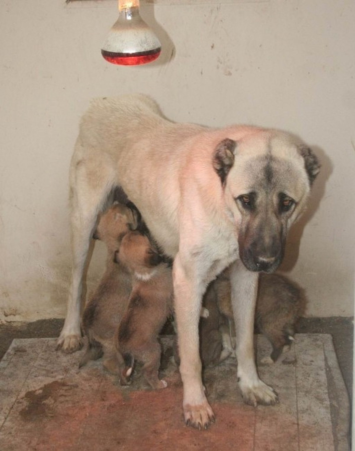 Yavru Köpekleri Kendi Yavrusu Gibi Besliyor