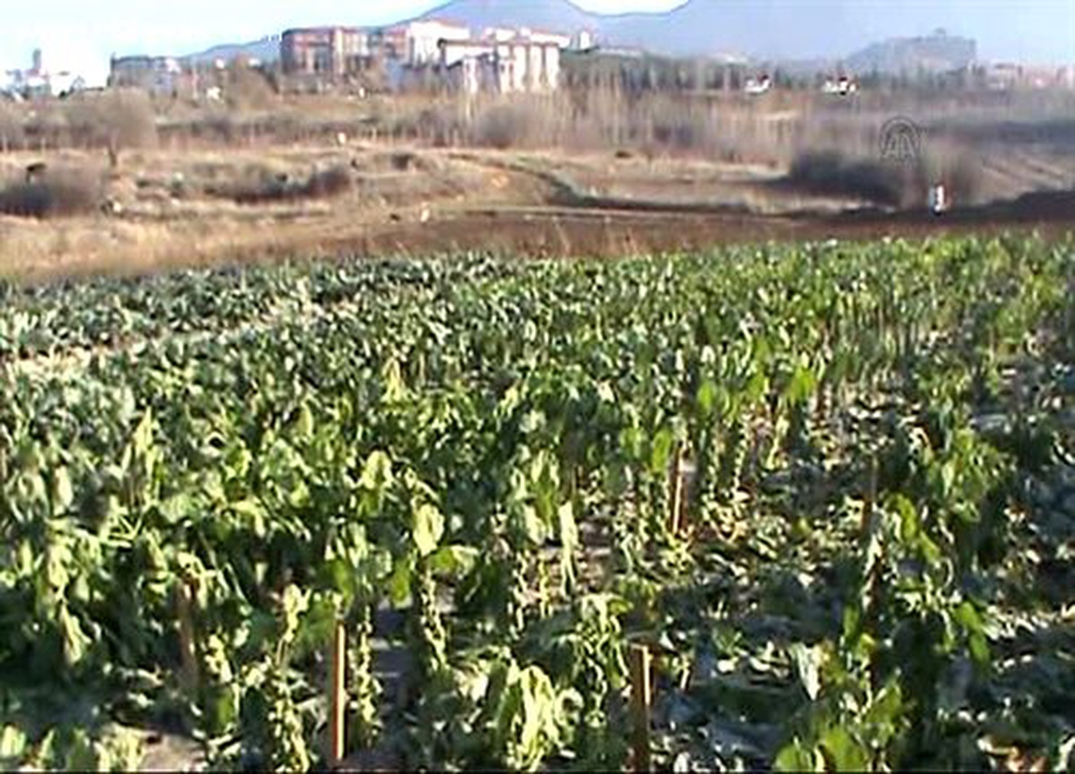 "Brüksel lahanası", çiftçiye kışın gelir getirecek -