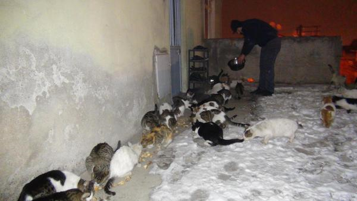 Evinin Önünde 40 Kediyi Besliyor