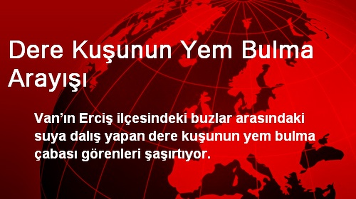 Dere Kuşunun Yem Bulma Arayışı