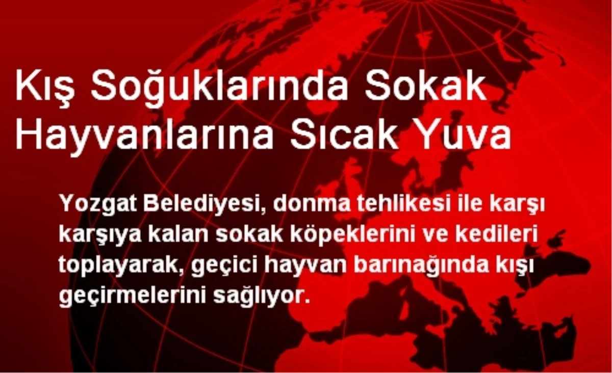 Kış Soğuklarında Sokak Hayvanlarına Sıcak Yuva