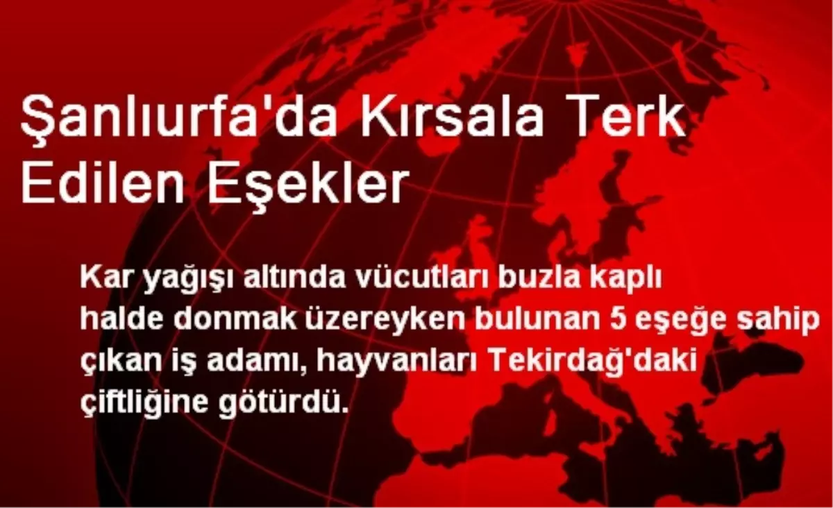 Şanlıurfa\'da Kırsala Terk Edilen Eşekler