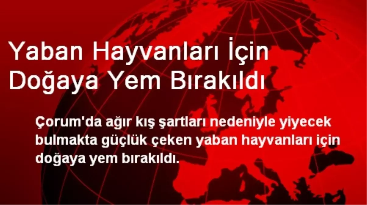 Yaban Hayvanları İçin Doğaya Yem Bırakıldı