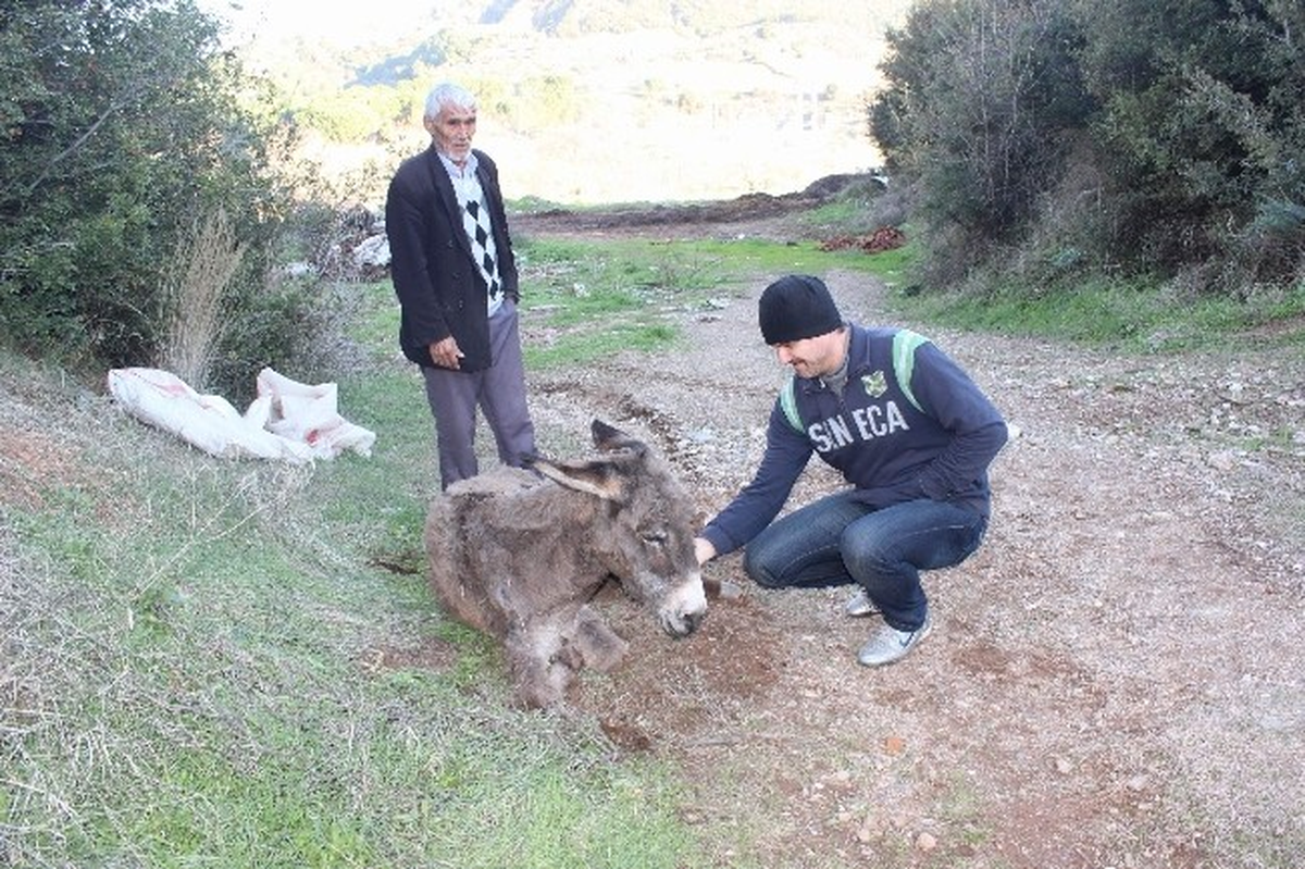 (Özel Haber) Manisa\'da Bir Eşeği Ölüme Terk Ettiler